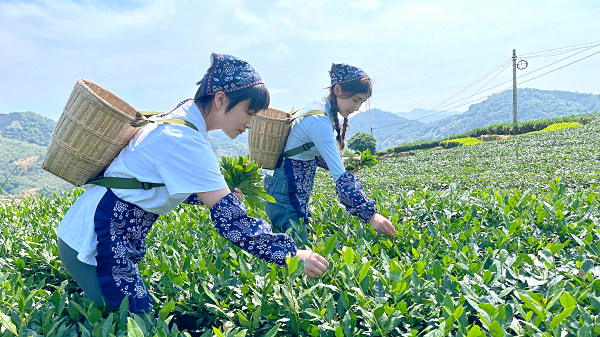 2025年中国十大茶艺师培训机构排名